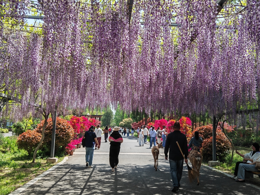 崇明東平國家森林公園的千米紫藤長廊.jpg