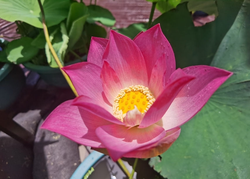 上海荷花睡蓮展7月7日開(kāi)幕 變色“猗蓮悠夢(mèng)”首次亮相
