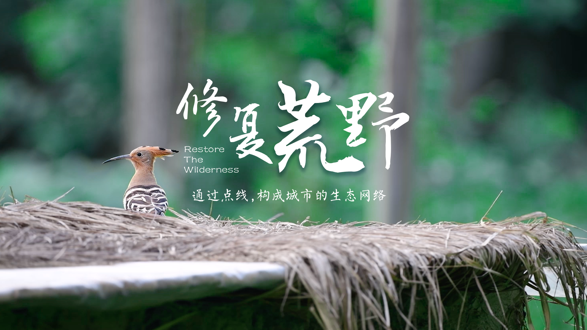 百姓話(huà)思想系列視頻第二季第十三集：《修復(fù)荒野》