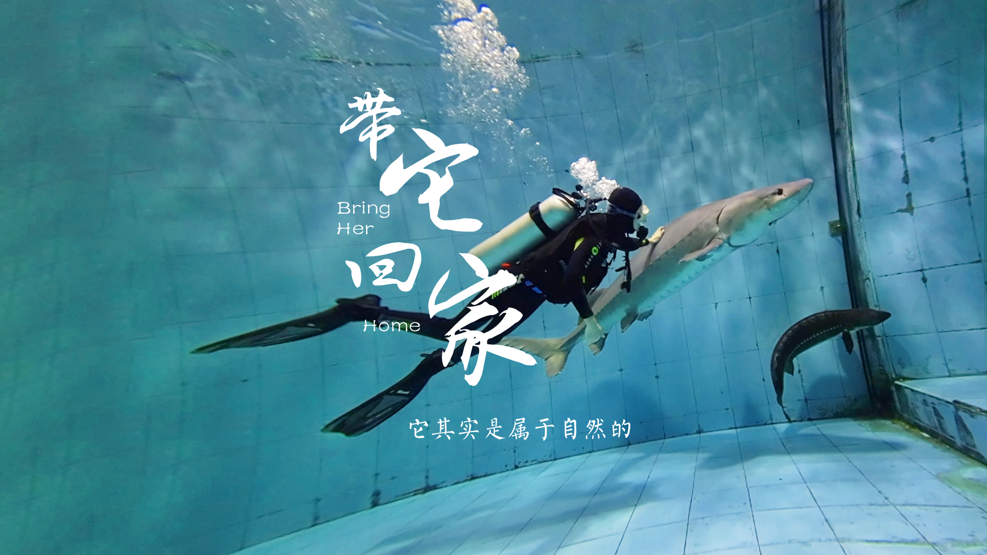 百姓話(huà)思想系列視頻第一季第九集：《帶它回家》